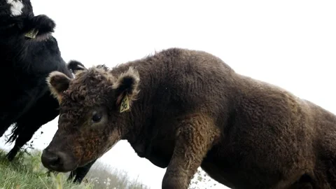 Brown Fuzzy Steer on Pasture 스톡 동영상 153240122