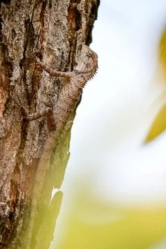 Brown Garden Lizard Clinging to Rough Tree Bark Stock Photos