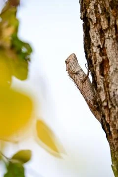Brown Garden Lizard Clinging to Rough Tree Bark Stock Photos