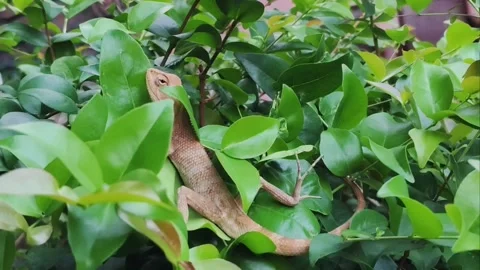 A brown garden lizard resting quietly among vibrant green leaves in a bush. Stock Footage 346715099