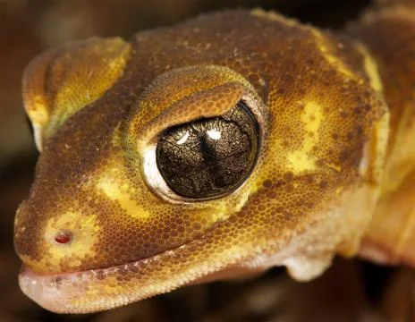 Brown gecko Stock Photos