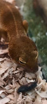 Brown gecko Fotos Stock