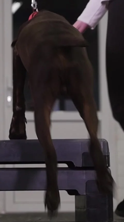 Brown german hunter dog steps over an obstacle in training Stock Footage 327963051