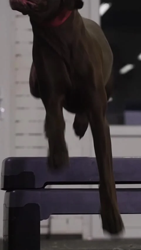 Brown german hunter dog steps over an obstacle with its owner holding it on a Stock Footage 327963055