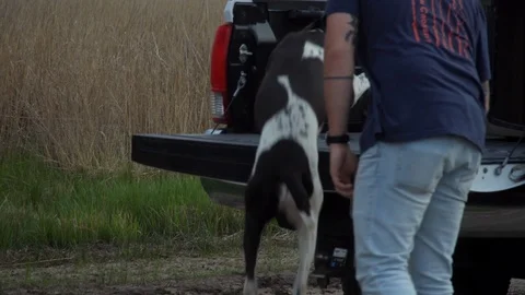 A brown German Shorthaired Pointer jumps up into a truck bed with his Stock Footage 107879730