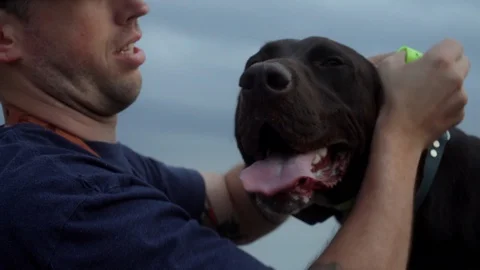 Brown German Shorthaired Pointer pants as owner unclips his e-collar. Stock Footage 107879711