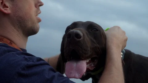 Brown German Shorthaired Pointer pants as his owner takes off his Stock Footage 107879756