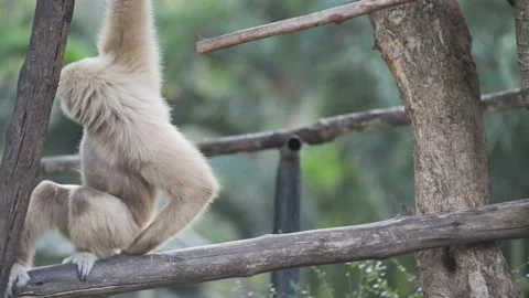 Brown gibbon monkey sitting on a tree Video stock 95175922