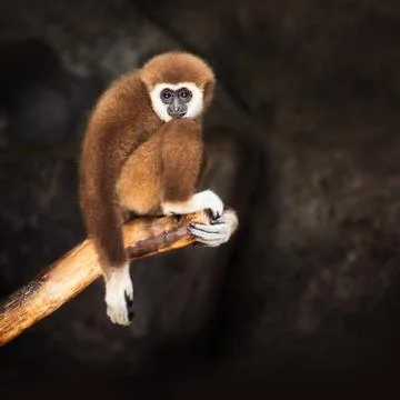 Brown gibbon Stock Photos