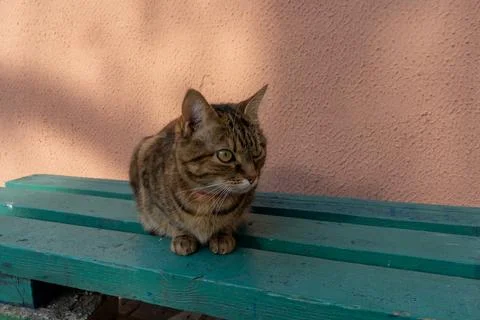 Brown ginger cat sits on a bench in the sun Foto stock
