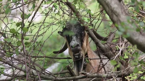 Brown goat chewing Video stock 42566016