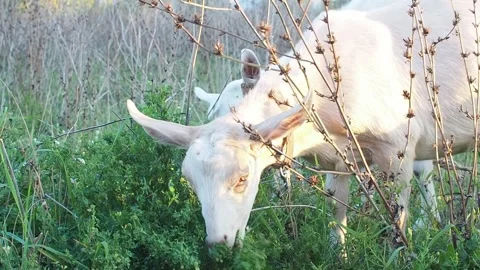 Brown goat chews green grass in the field on sunlight. Concept of farming Stock Footage 252576384