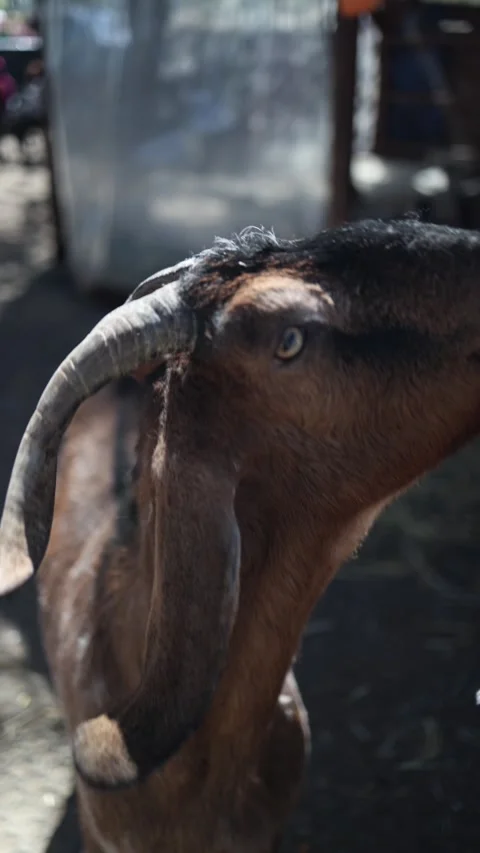 Brown goat close up in sunlight Stock Footage 333510758