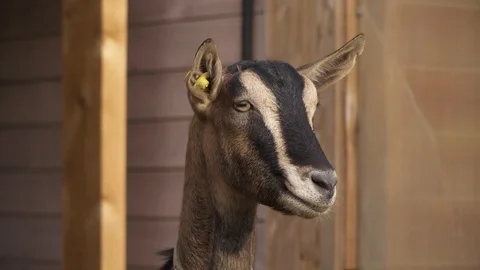 Brown goat closeup Stock-Footage 96372169