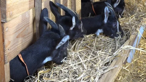 Brown goat eat straw in a barn Stock Footage 104490272