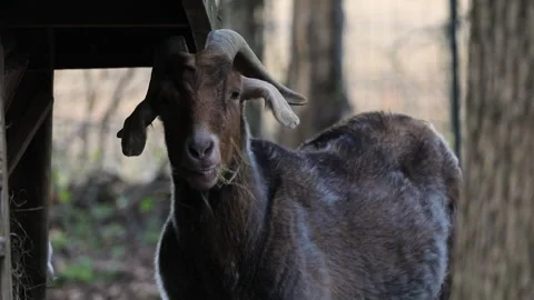 Brown Goat eating hay Stock Footage 308394319