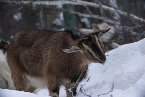 A brown goat eats birch branches in a winter snowy forest among large snowdri Stock-Fotos