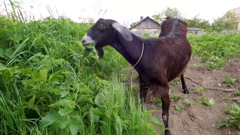 Brown goat eats tall green grass in the meadow in summer Stock Footage 217322681