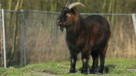 Brown Goat Stock Footage 21103285