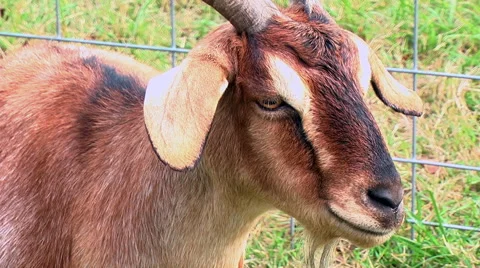 Brown Goat Video stock 43158705