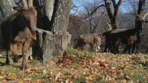 Brown Goat Forest Close Up Stock Footage 262401236