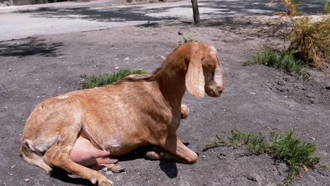 Brown Goat Getting Up 스톡 동영상 293214600