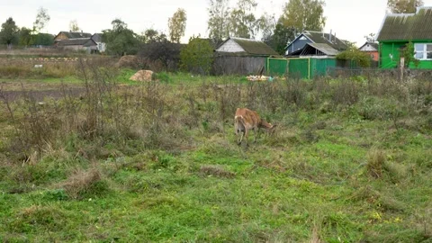 Brown goat grazing in a grassy field near rural houses with green fences Stock Footage 340213975