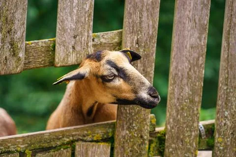 Brown Goat Head Close Up Through Wooden Fence in Rural Farm Environment Stock Photos