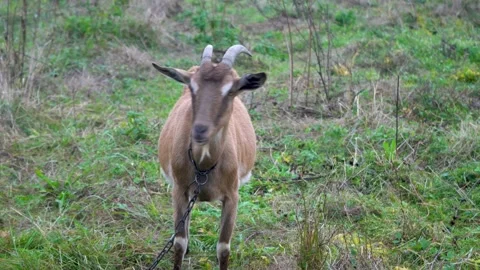 Brown goat with horns walking on a grassy field with a chain Stock Footage 340214860