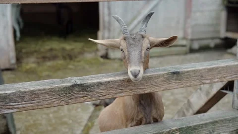 Brown goat with long ears Stock Footage 297843996