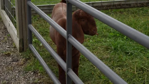Brown goat with long ears standing behind a fence at the zoo Stock Footage 345741377