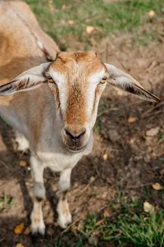 Brown Goat Looking at Camera on Farm Land Stock Photos