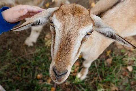 Brown Goat Looking at Camera on Farm Land Stock Photos