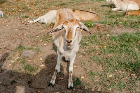 Brown Goat Looking at Camera on Farm Land Stock Photos