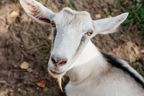 Brown Goat Looking at Camera on Farm Land Stock Photos
