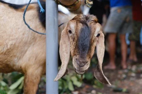 A brown goat looking at the camera Stock Photos