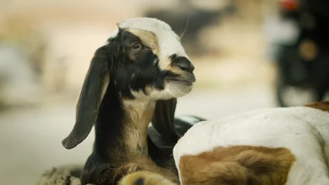 Brown Goat Looking Sideways in Natural Daylight Stock Footage 320362955