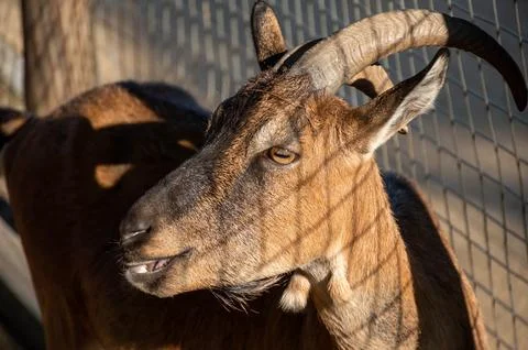 Brown goat in a paddock looking to the side Stock Photos