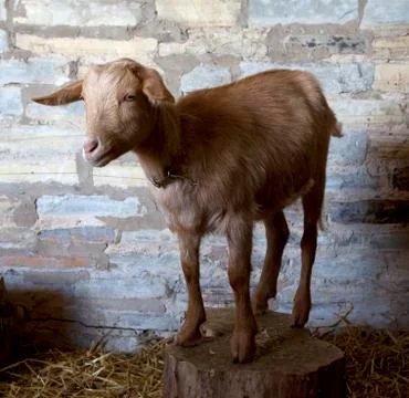 Brown goat Stock Photos