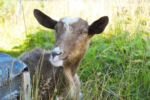 Brown goat Foto stock