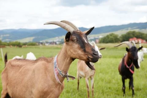 The brown goat Stock Photos