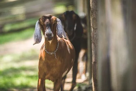 Brown goat Stock Photos