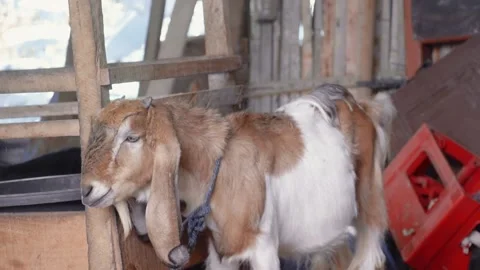 A brown goat rubs its head against a wooden goat pen Stock Footage 238063633