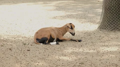 Brown goat on sand Stock Footage 170333295