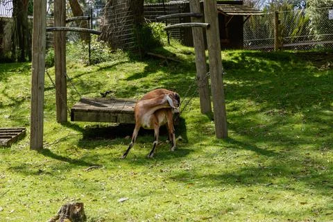 Brown Goat Scratching Back Under Wooden Platform Stock-Fotos