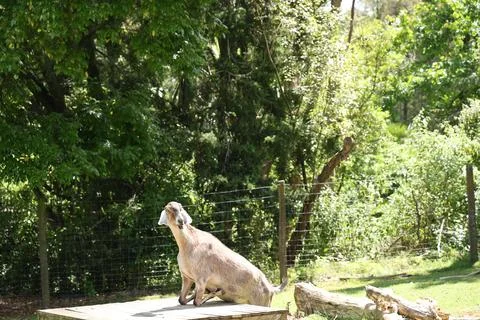 Brown goat sitting on wooden platform Stock-Fotos