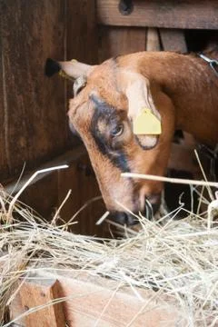 Brown goat in stable Stock Photos