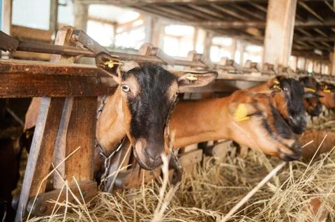Brown goat in stable Stock Photos