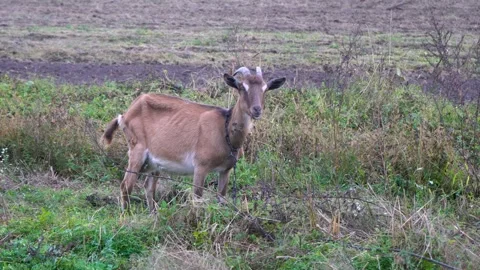 Brown goat standing in a grassy field with a chain, surrounded by dry and green Stock Footage 340214985
