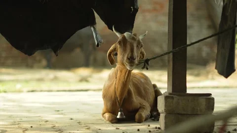 Brown Goat Tied Under Shade in Village Farmyard Stock Footage 320362932